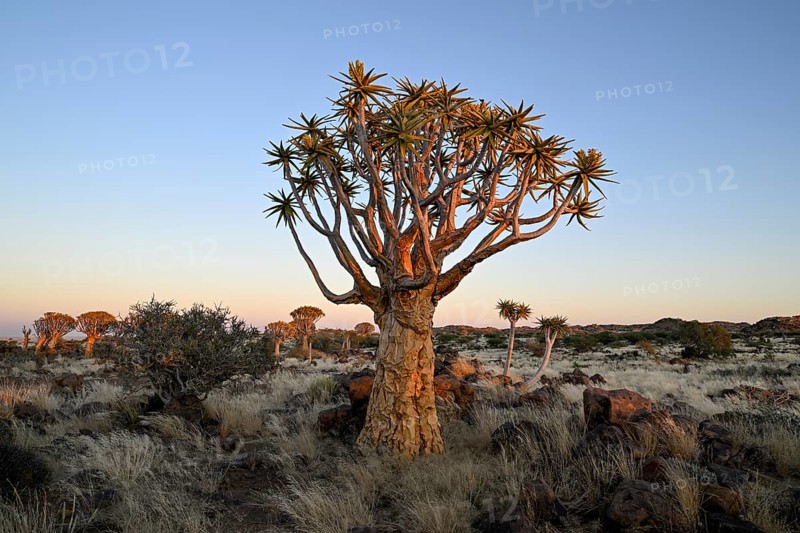 Quiver tree (Aloe dichotoma) in the morning light, quiver tree forest near Keetmanshoop, Karas Region, Namibia