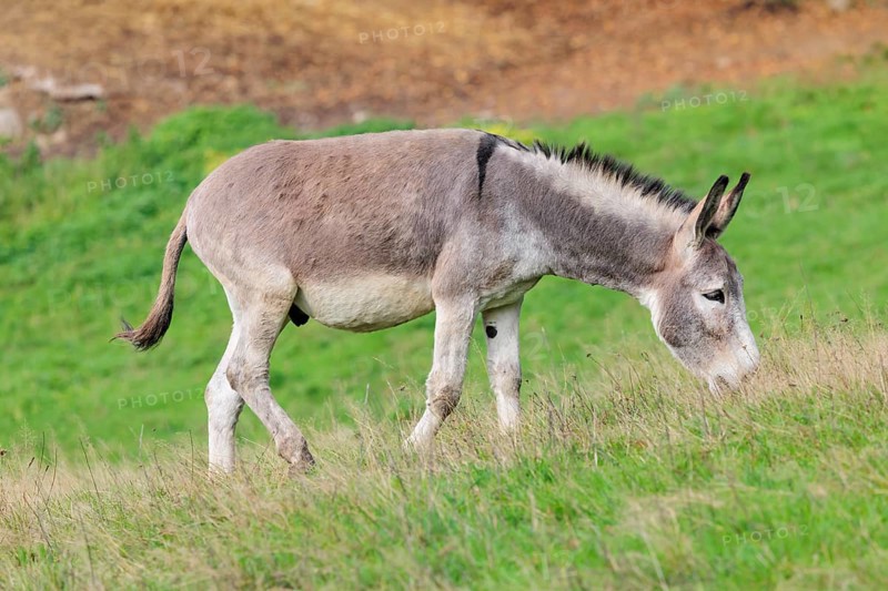 A male grey domestic donkey (Equus asinus) grazes in a green paddock