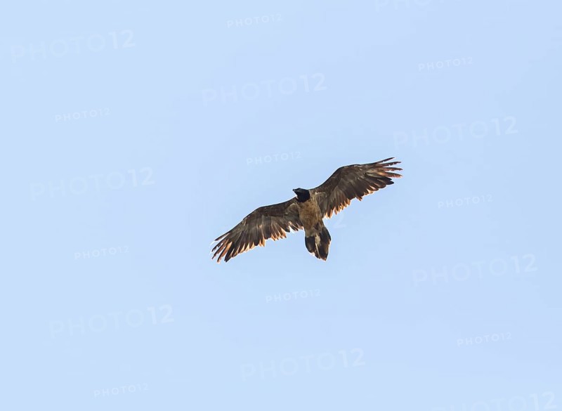 Bearded vulture (Gypaetus barbatus), Berchtesgaden, Alps, Bavaria, Germany