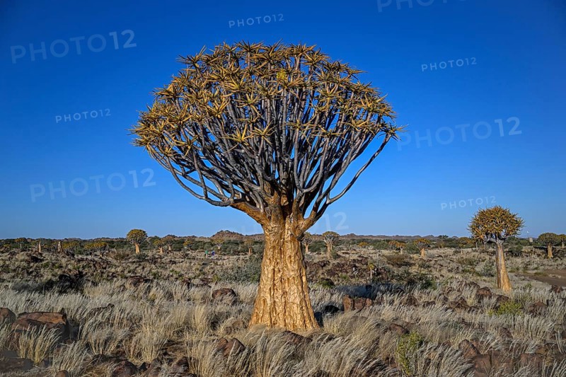 Quiver tree (Aloe dichotoma), quiver tree forest near Keetmanshoop, Karas Region, Namibia