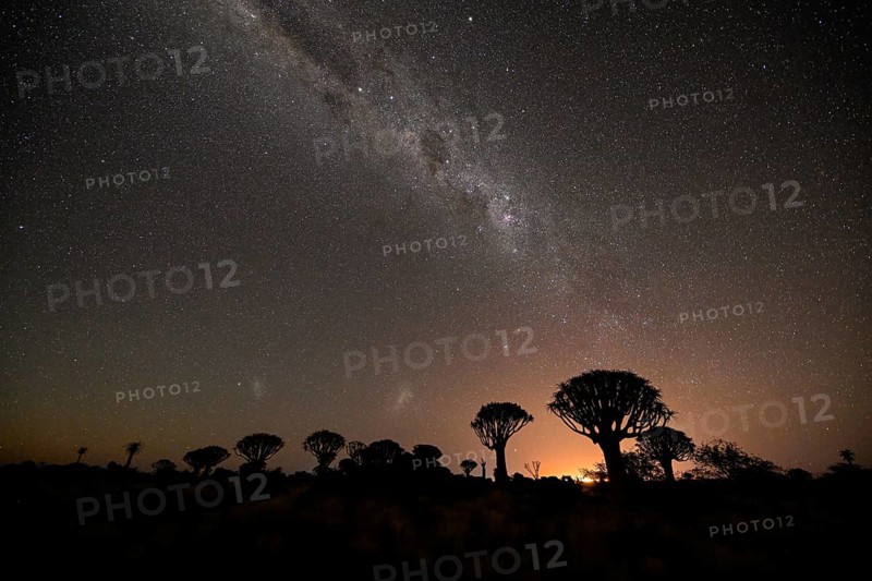 Quiver trees (Aloe dichotoma) under the starry sky, quiver tree forest near Keetmanshoop, Karas Region, Namibia