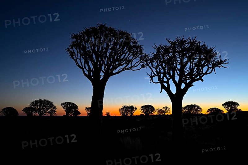 Quiver trees (Aloe dichotoma), blue hour, quiver tree forest near Keetmanshoop, Karas Region, Namibia