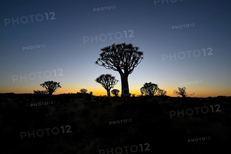 Quiver trees (Aloe dichotoma) in first daylight, quiver tree forest near Keetmanshoop, Karas Region, Namibia