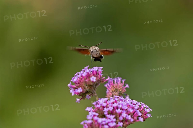 Butterfly, pigeon tail (Macroglossum stellatarum), also known as hummingbird butterfly or hummingbird hawk moth, Purpletop vervain (Verbena bonariensis), Burgstemmen, Nordstemmen, Lower Saxony, Germany