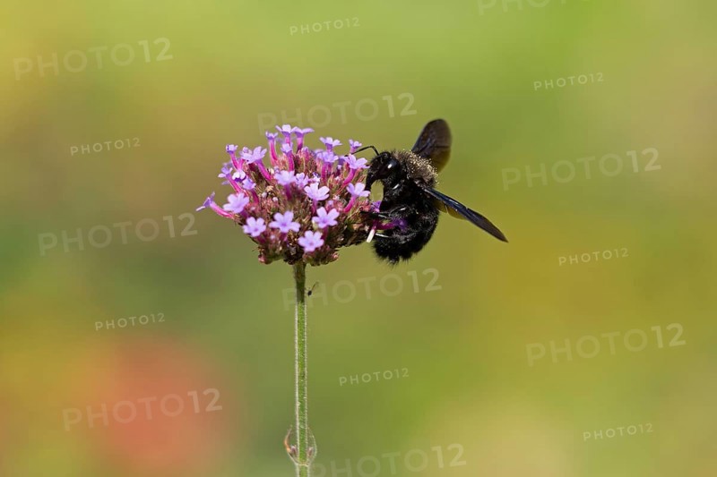 Wood bee (Xylocopa), Purpletop vervain (Verbena bonariensis), Burgstemmen, Nordstemmen, Lower Saxony, Germany