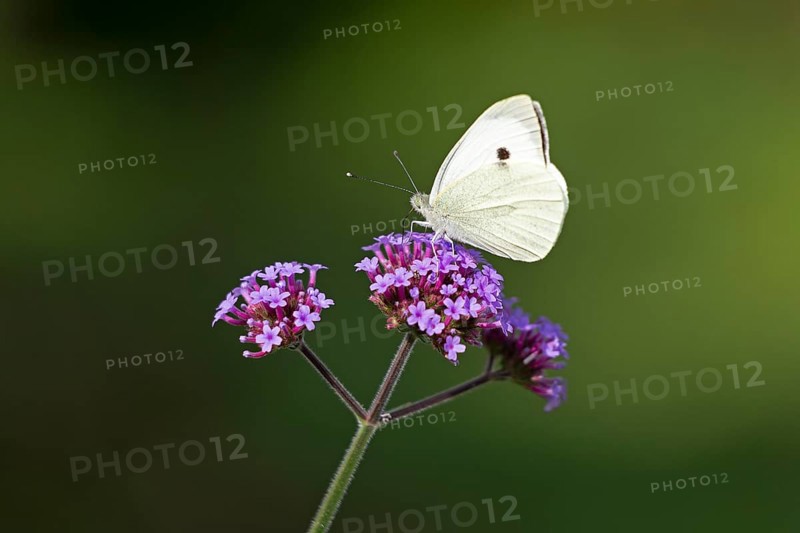 Butterfly, Cabbage butterfly (Pieris brassicae), Purpletop vervain (Verbena bonariensis), Burgstemmen, Nordstemmen, Lower Saxony, Germany