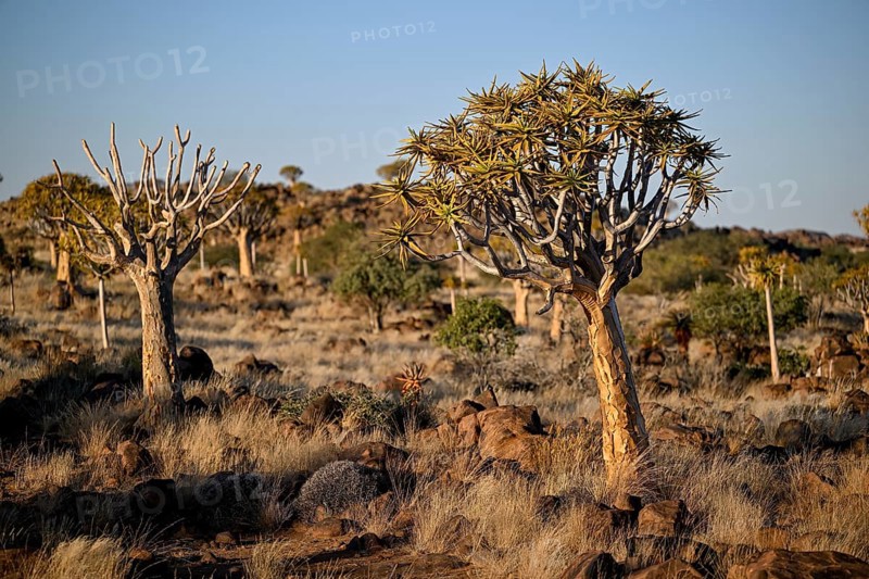Quiver trees (Aloe dichotoma), quiver tree forest near Keetmanshoop, Karas Region, Namibia