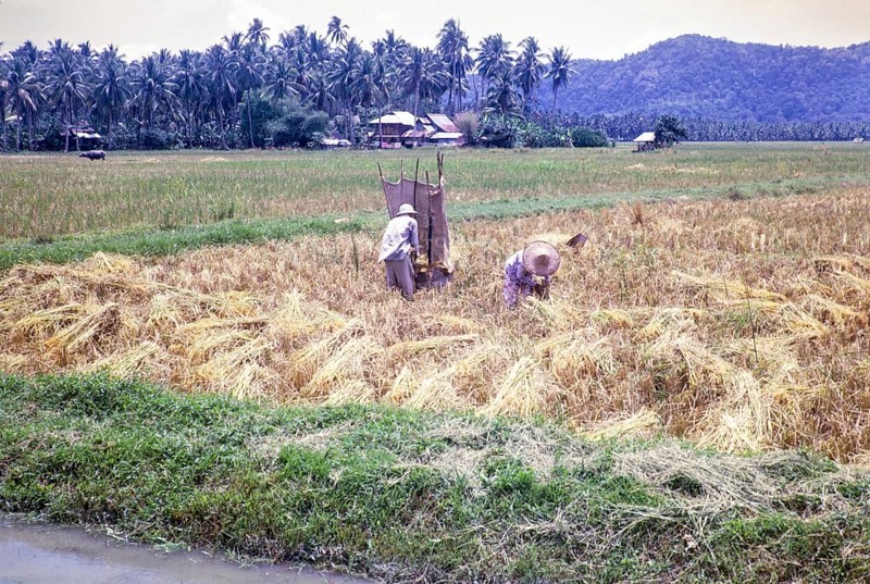 Rice cultivation paddy fields rural farming agriculture countryside area, Penang, Penang Island, Malaya, Malaysia 1965