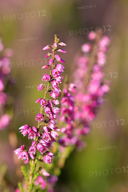 Flowering heather (Calluna vulgaris), heather, Trupacher Heide nature reserve, Siegen, North Rhine-Westphalia, Germany