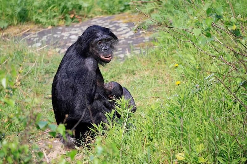 Bonobo (Pan Paniscus), pygmy chimpanzee, adult, female, juvenile, mother, social behaviour, suckling
