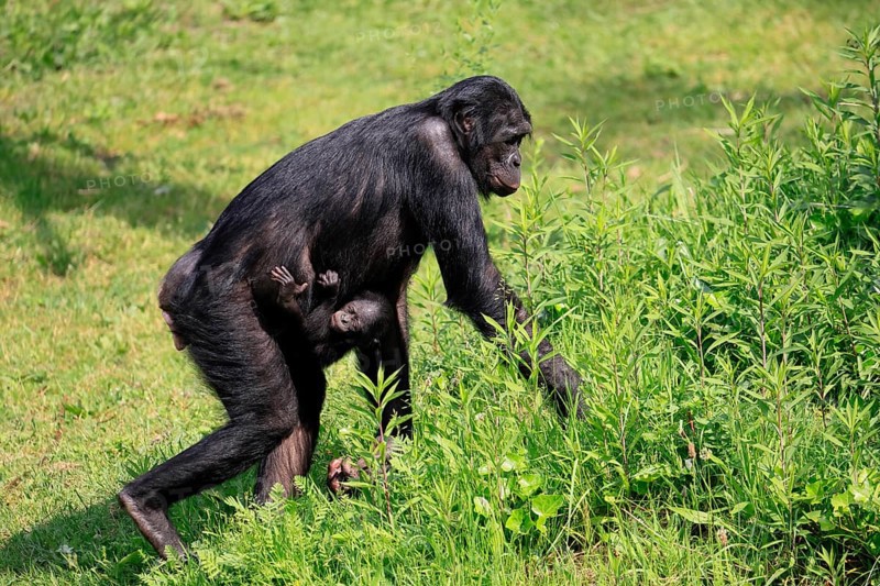Bonobo (Pan Paniscus), pygmy chimpanzee, adult, female, juvenile, mother, social behaviour