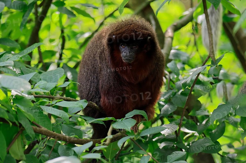 Coppery titi (Plecturocebus cupreus), adult, alert, on tree, South America