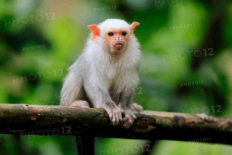 Silver marmoset (Mico argentatus, Syn.: Callithrix argentata), silver marmoset, adult, sitting on tree trunk, alert, South America