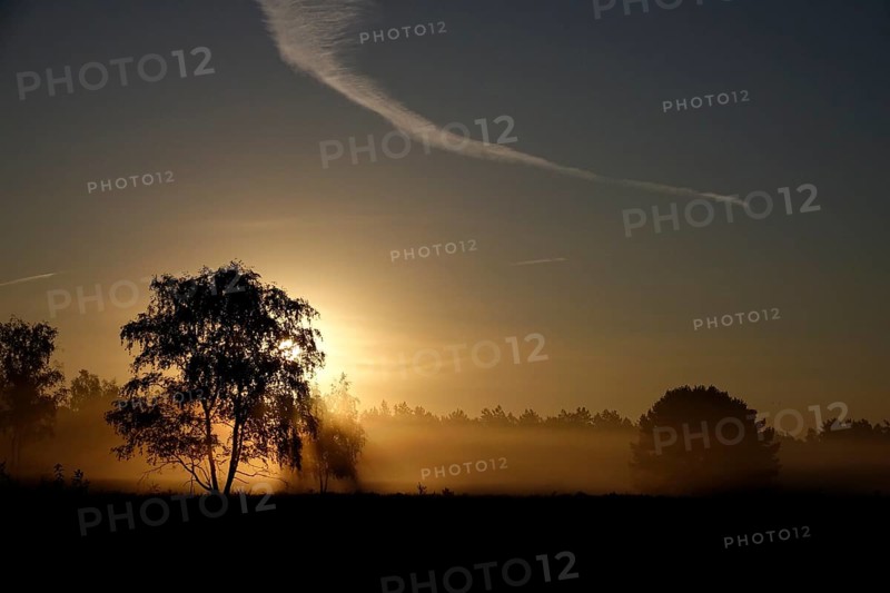 Morning atmosphere in a heath landscape, morning sun and fog, summer, Germany