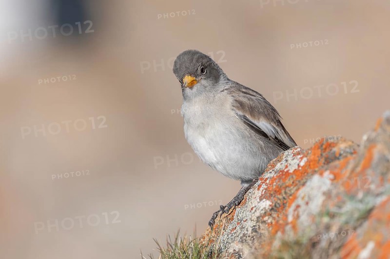 A young white snowfinch (Montifringilla nivalis) with grey feathers and a bright orange beak sits on a rocky surface. The light-coloured background suggests a calm, natural mountain world. The day appears calm and clear. Zermatt, Valais, Alps, Switzerland