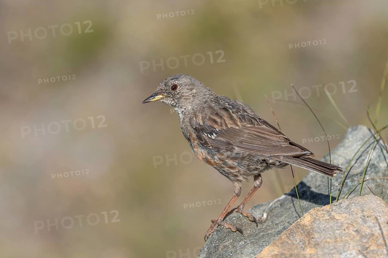 An Alpine Accentor (Prunella collaris) stands on a rocky surface beneath clear ski slopes. Its feathers blend in with its surroundings and show off its natural camouflage in a quiet outdoor habitat