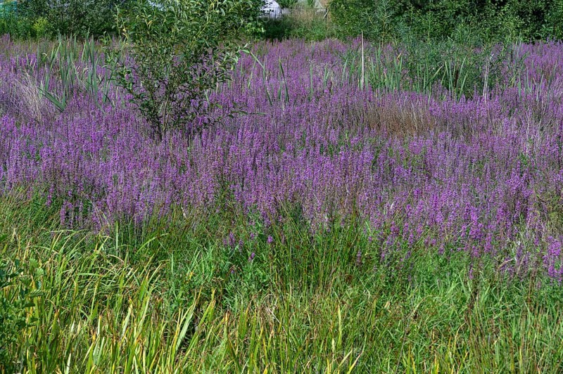 Purple loosestrife (Lythrum salicaria) in a dry carp pond, Eckental, Middle Franconia, Bavaria, Germany