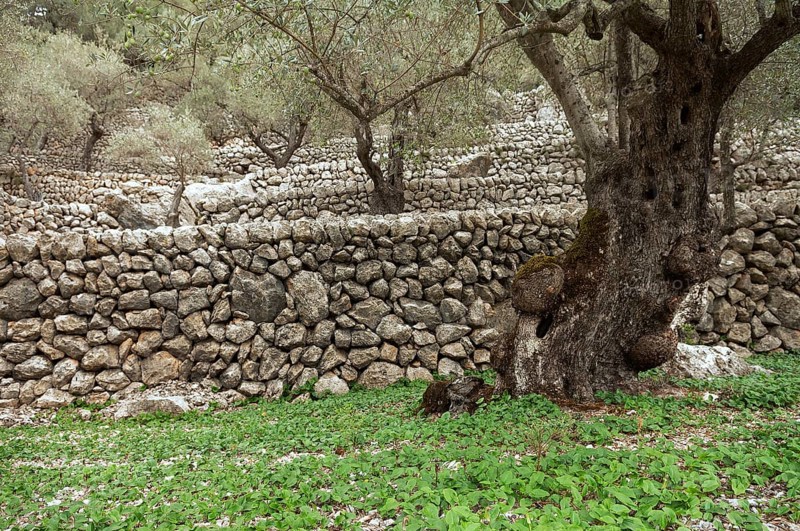 Stone walls in an olive grove, Majorca, Balearic Islands, Spain