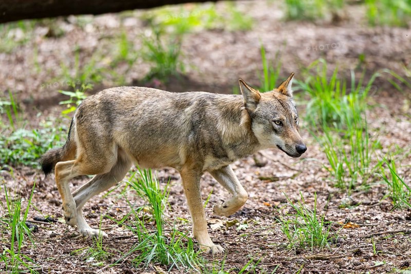 Eurasian wolf (Canis lupus lupus) walking in a forest, Hesse, Germany