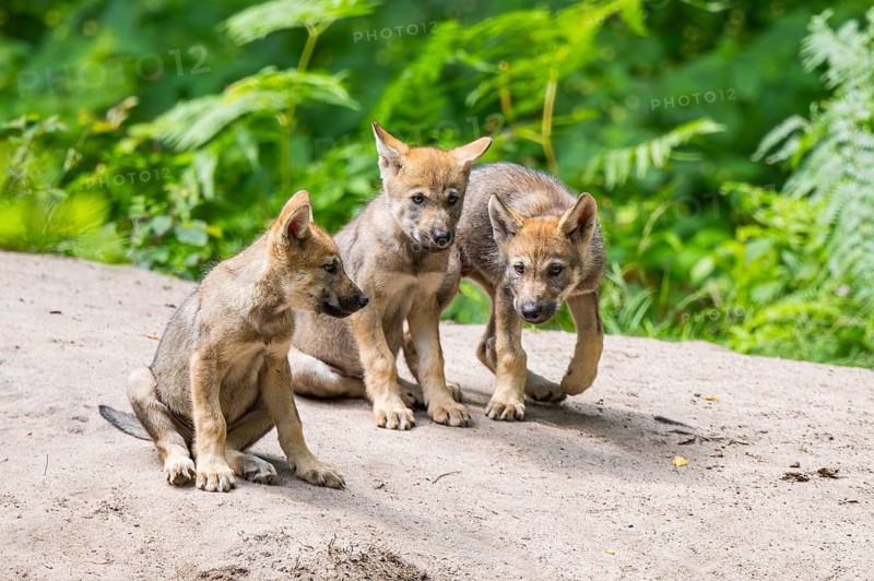 Eurasian wolf (Canis lupus lupus) cubs (youngster) on a little sand hill in the forest, Hesse, Germany