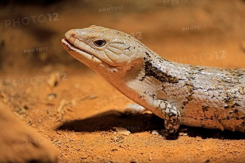 Blue-tongued skink (Tiliqua scincoides), adult, on the ground, foraging, alert, portrait, Australia, Germany