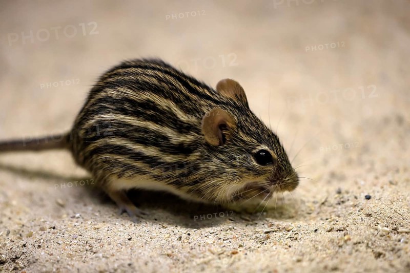 Typical striped grass mouse (Lemniscomys striatus), adult, on ground, alert, foraging, East Africa, West Africa