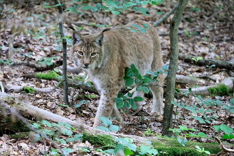Eurasian lynx (Lynx lynx), adult, stalking, alert, in forest, Hesse, Germany, Europe, captive