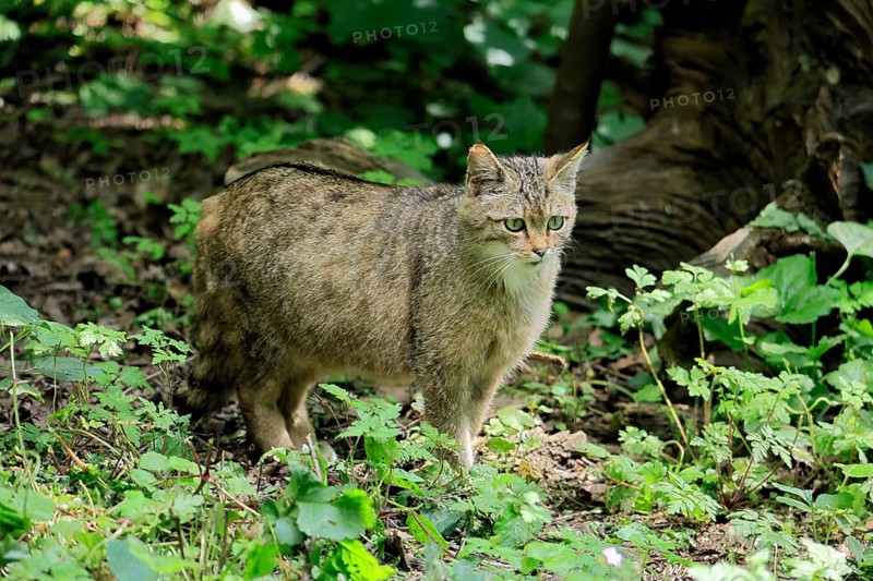 European wildcat (Felis silvestris), adult, in the forest, foraging, vigilant, Hesse, Germany, Europe, captive