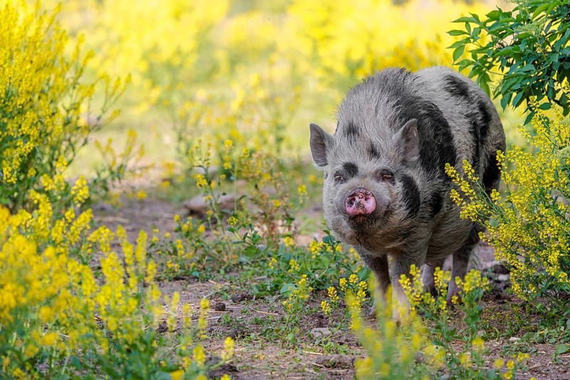 A Kunekune pig (sus scrofa domesticus), a domestic breed from New Zealand walks walks through a yellow flowering meadow. Captive, Austria