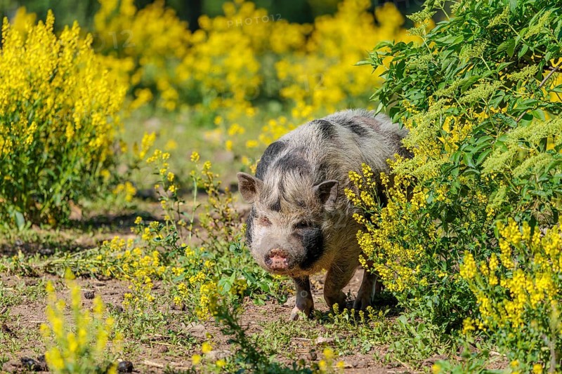 A Kunekune pig (sus scrofa domesticus), a domestic breed from New Zealand walks walks through a yellow flowering meadow. Captive, Austria