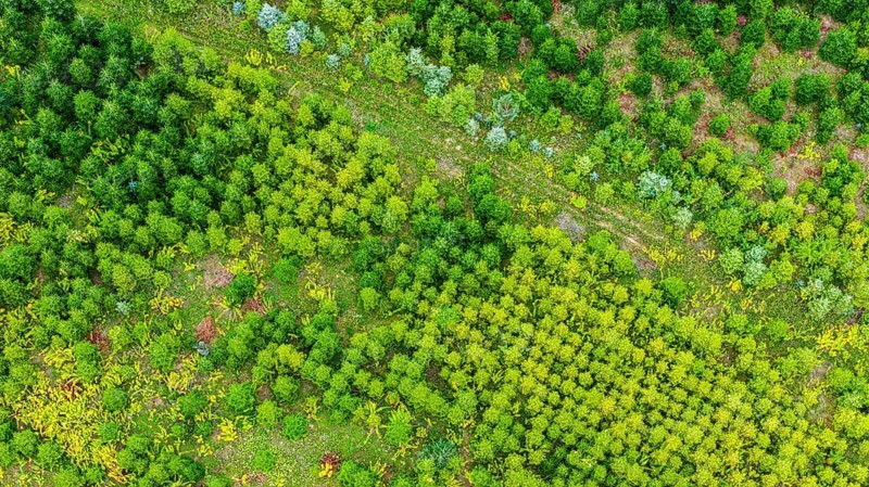 Christmas tree plantation in summer. Christmas trees grow in a coniferous forest for the coming season. Drone photo. Östringen, Baden-Württemberg, Germany