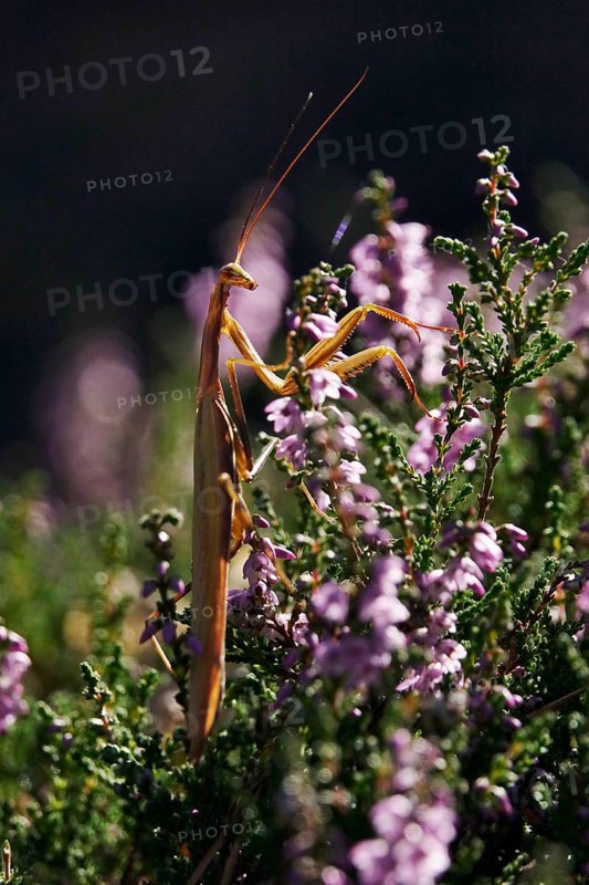 Praying mantis, August, Saxony, Germany