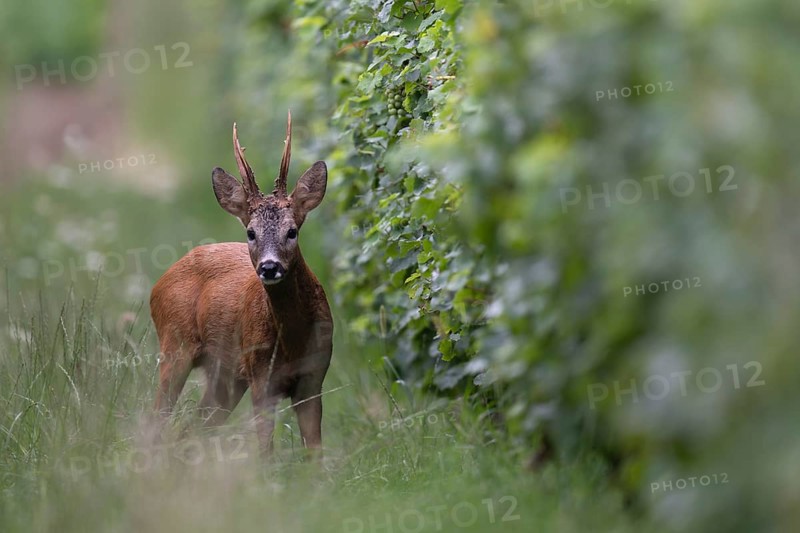 Roebuck in the rut, Biburg leaf time, Eifel Rhineland-Palatinate, Germany