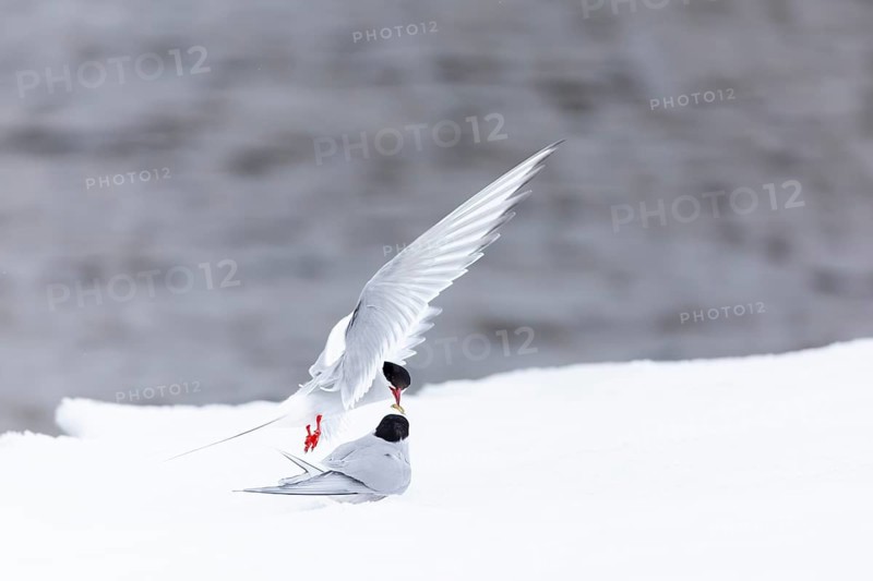 Arctic Arctic Tern (Sterna paradisaea), pair feeding, bridal gift, snow, Terns (Sterninae), Muchinsonfjord, Spitsbergen, Svalbard