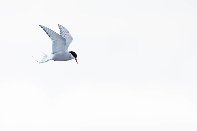 Arctic Arctic Tern (Sterna paradisaea) in a shaking flight to catch fish, Terns (Sterninae), Muchinsonfjord, Spitsbergen, Svalbard