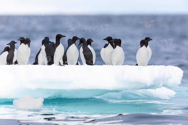 Thick-billed guillemot (Uria lomvia) on an ice floe, sea, water, alcids (Alcidae), Alkefjellet, Spitsbergen, Svalbard