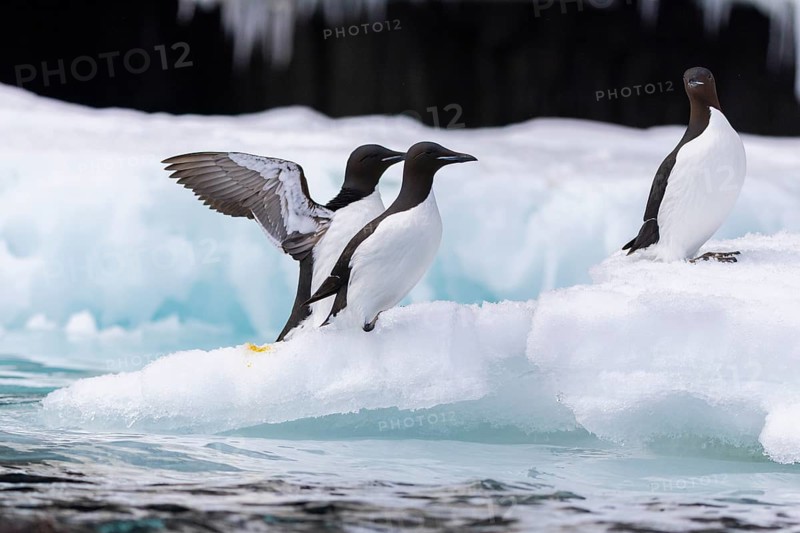 Thick-billed guillemot (Uria lomvia) on an ice floe, alcids (Alcidae), Alkefjellet, Spitsbergen, Svalbard
