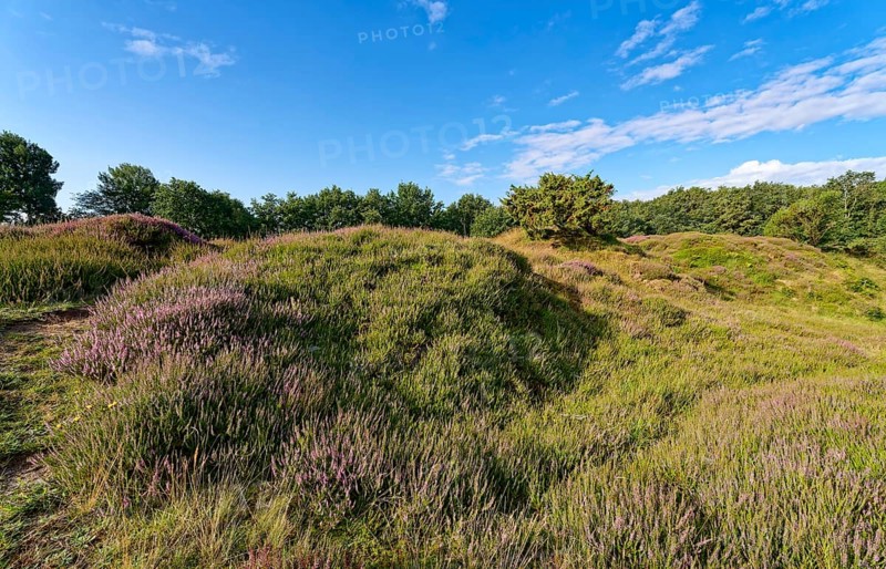 Ripple-crowned dune area in the Schleswig-Holstein municipality of Jörl. The nature reserve Düne am Rimmelsberg is an FFH area, overgrown with heather and juniper. Rimmelsberg, Jörl, Schleswig-Holstein, Germany