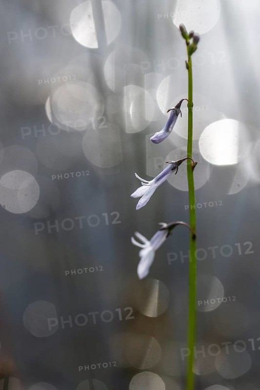 Water lobelia (Lobelia dortmanna), Emsland, Lower Saxony, Germany