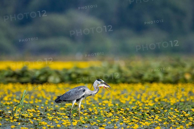 Grey heron (Ardea cinerea) amidst flowering sea pots (Nymphoides peltata) Hungary