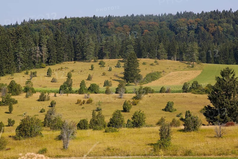 Landscape, nature, trees, meadow, juniper heath, Digelfeld near Hayingen, Swabian Alb, Baden-Württemberg, Germany