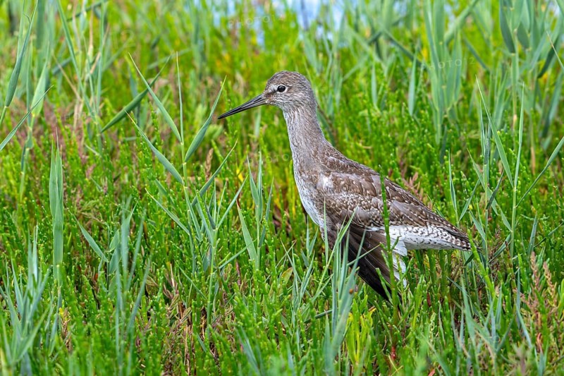 Injured common redshank (Tringa totanus) juvenile with broken wing hidden in glasswort vegetation in coastal saltmarsh, salt marsh in summer