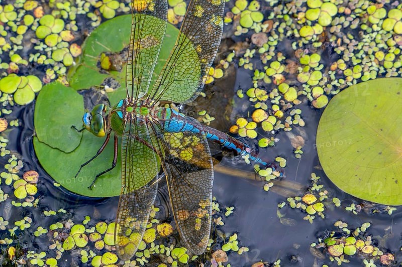 Emperor dragonfly, blue emperor (Anax imperator, Anax formosa) female with blue abdomen laying eggs in water of brook in summer