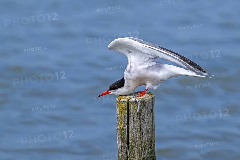 Common tern (Sterna hirundo) adult in breeding plumage perched on wooden pole and stretching wings along the North Sea coast in summer