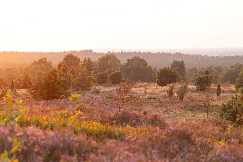 Beautiful sunset over the blooming heath on Wilseder Berg, Lüneburg Heath