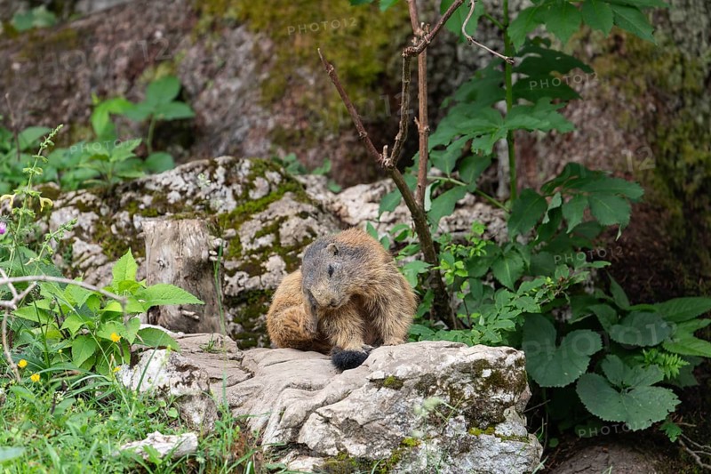 Adult marmot cleaning on the Königsbachalm near Berchtesgaden
