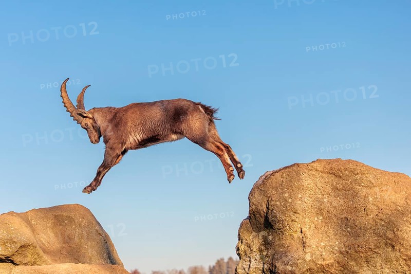 A male ibex (Capra ibex) leaps from rock to rock in the warm evening light. A blue sky can be seen in the background. Carinthia, Austria