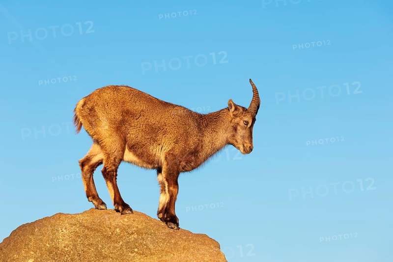 A female ibex (Capra ibex) stands on a rock in the warm evening light. A blue sky can be seen in the background. Carinthia, Austria