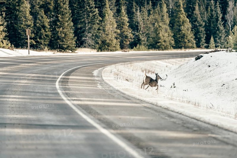 Wildlife on a winter road trip on the Icefields Parkway with lots of snow and ice, Banff National Park, Jasper National Park, Alberta, Canada