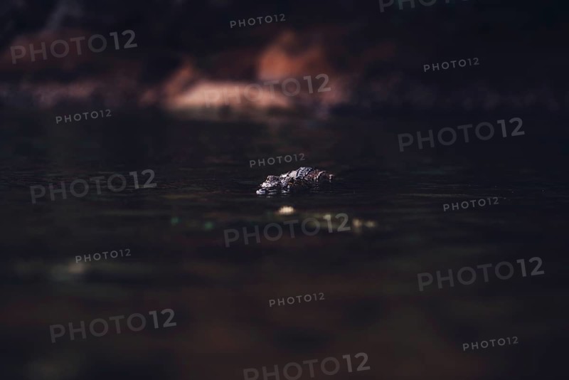 Special light atmosphere with crocodile in the outback in Windjana Gorge National Park in Australia